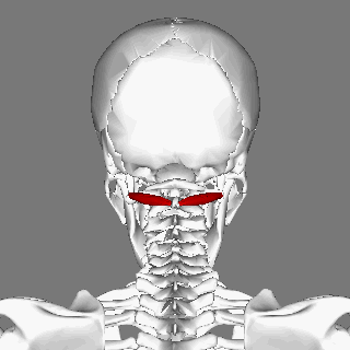 obliquus_capitis_inferior_muscle_animation_small