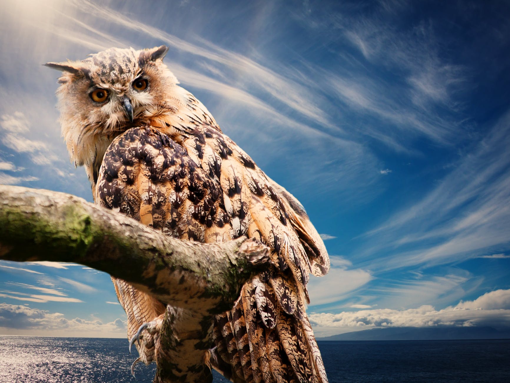brown and black owl on a branch of tree under clouded blue sky