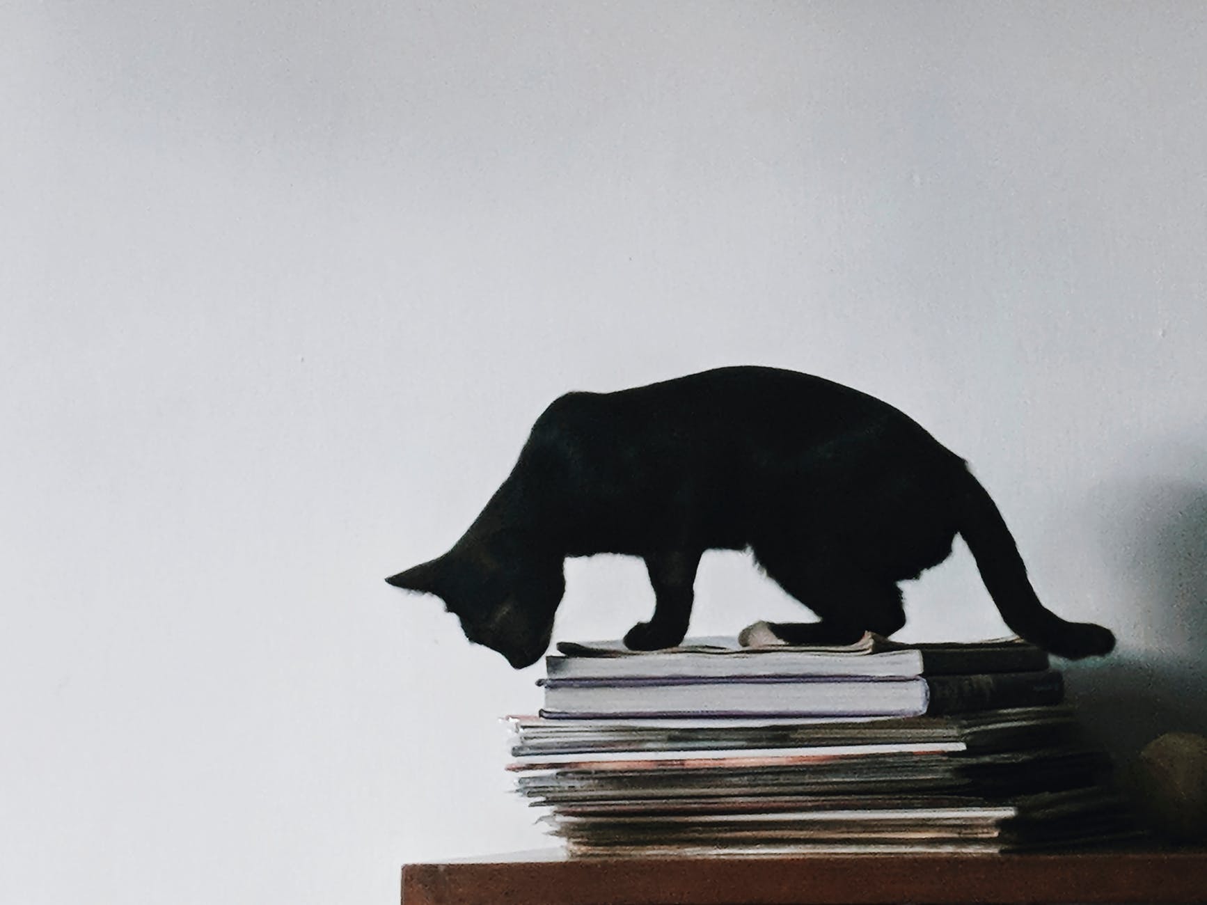 black cat on top of the magazines