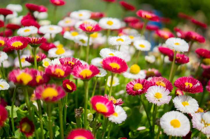 Et pourquoi pas des fleurs ?