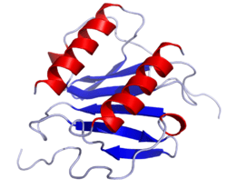 250px-IL8_Solution_Structure.rsh