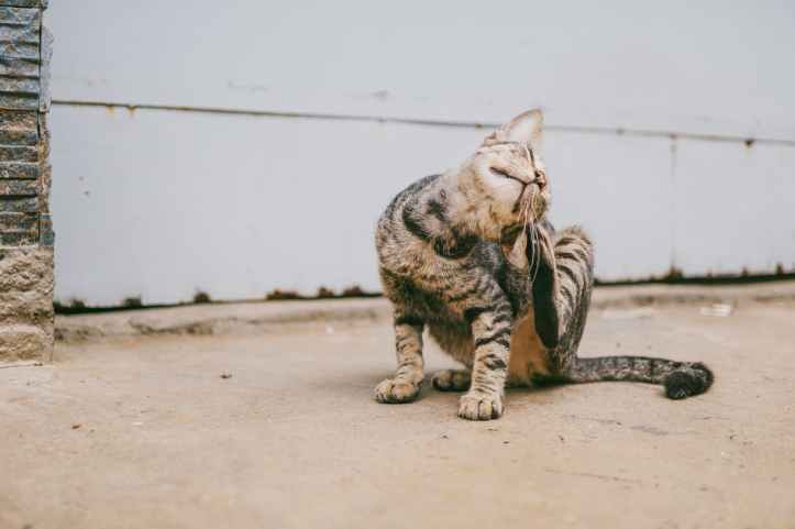 brown tabby cat scratching head