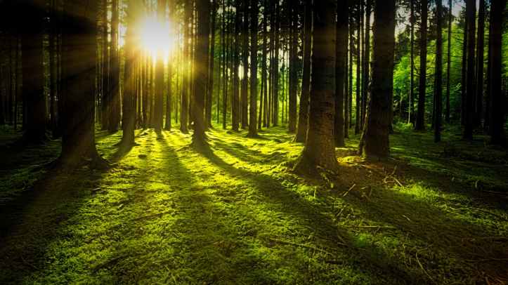 sunset on rain forest