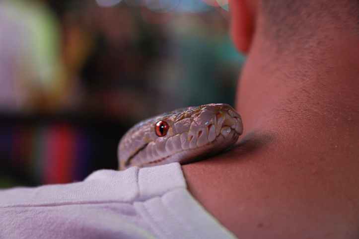 gray snake on person s neck