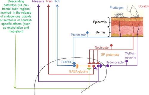 exd12639-fig-0002-m