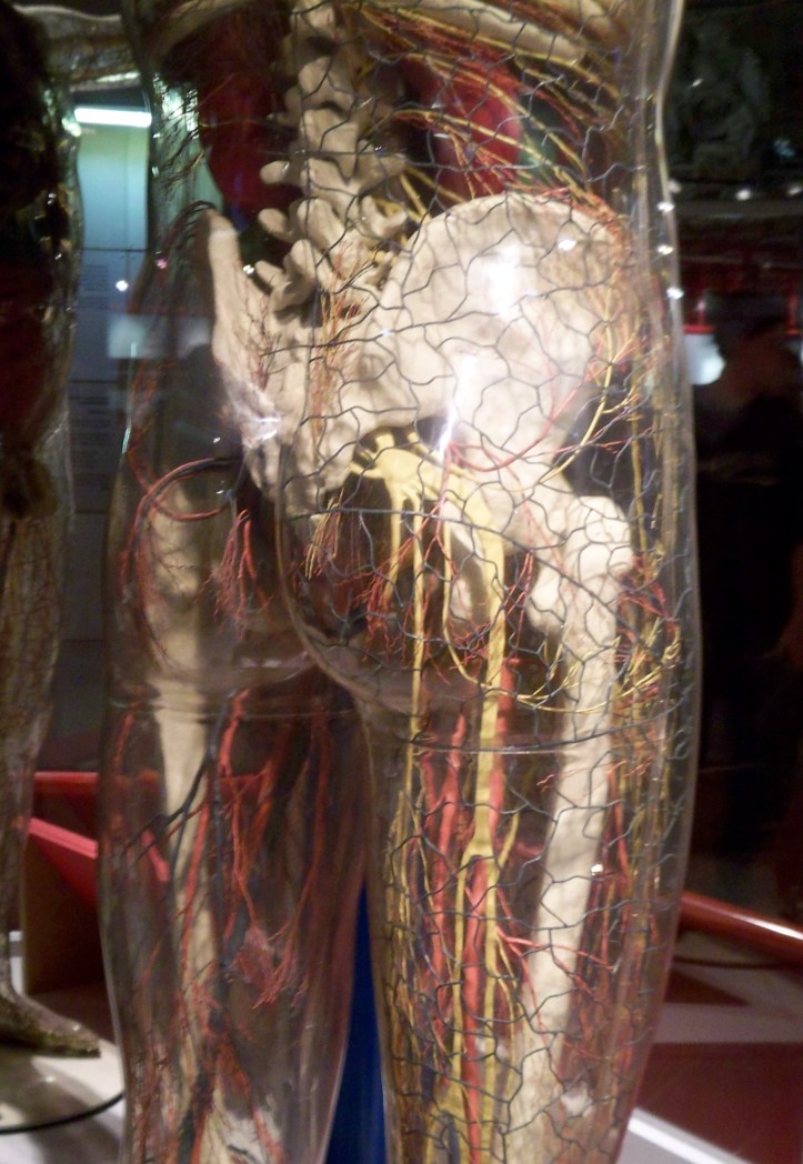 Sciatique transparent