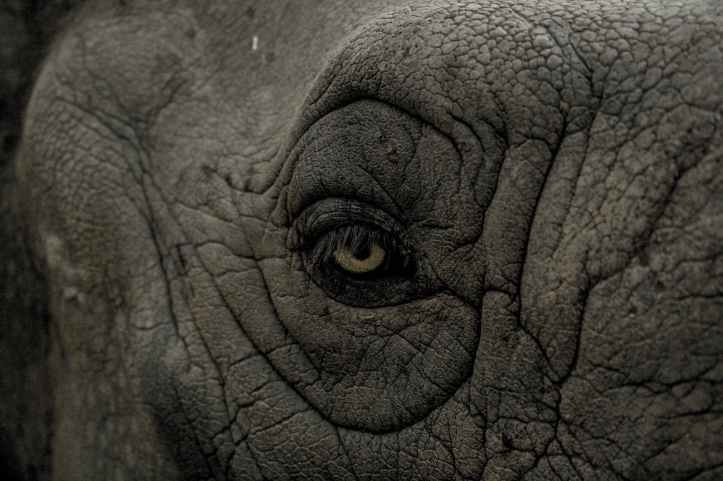 black animal eye