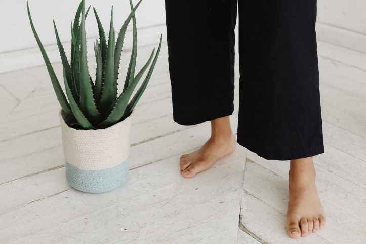 person standing beside aloe vera plant