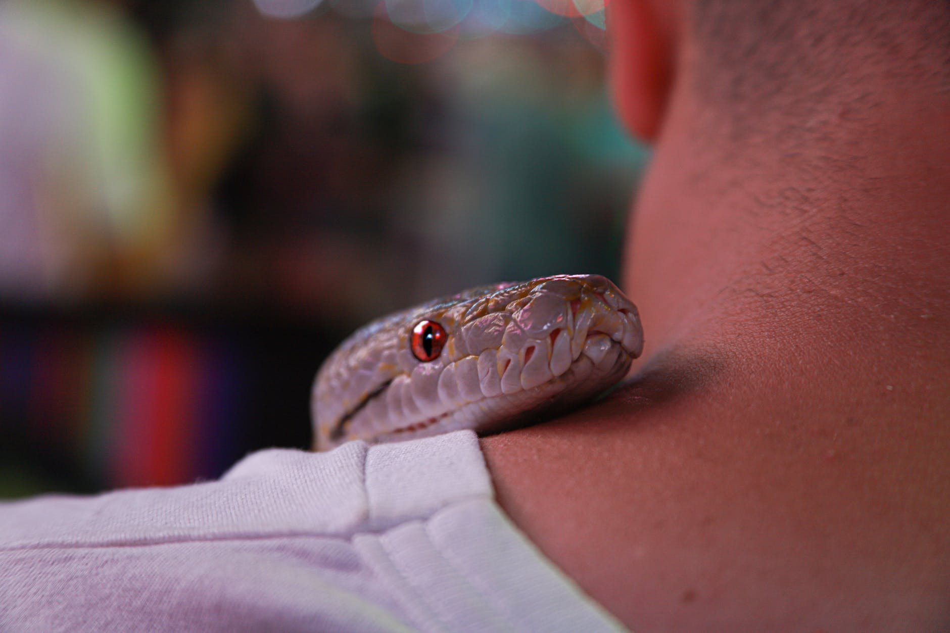 gray snake on person s neck