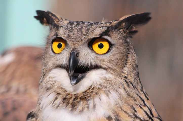 close up photography of african owl