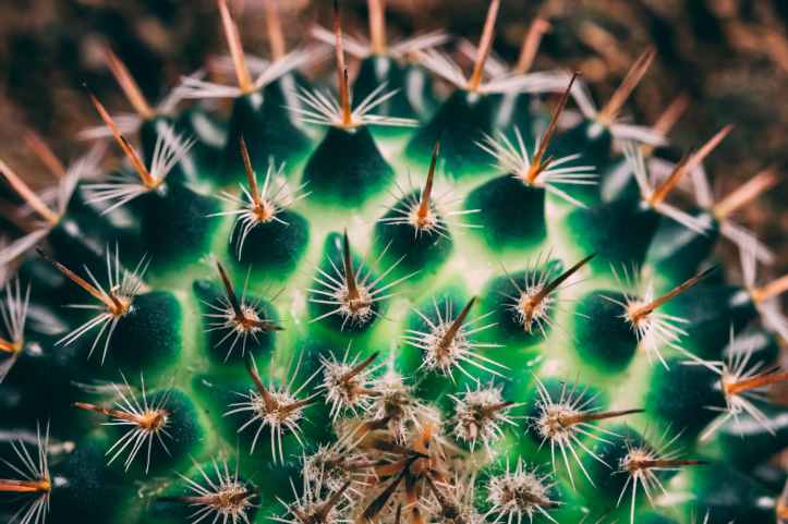 green and brown cactus close up photography