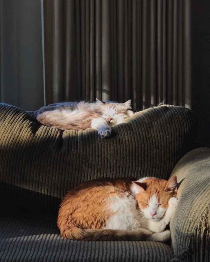 orange and white cats lying on brown sofa