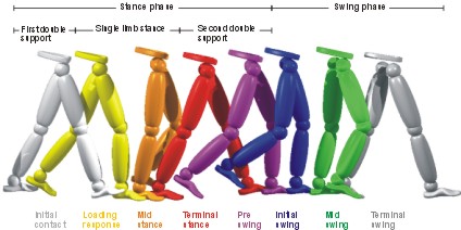 phases de marche