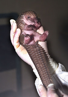 baby-pangolin
