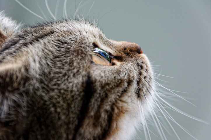 adorable animal baby british shorthair