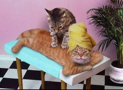 massages de chats