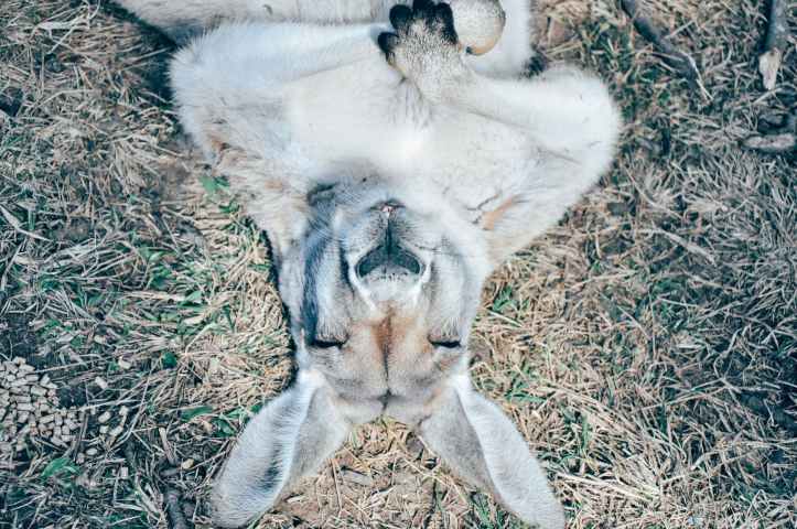 animal mignon herbe gris