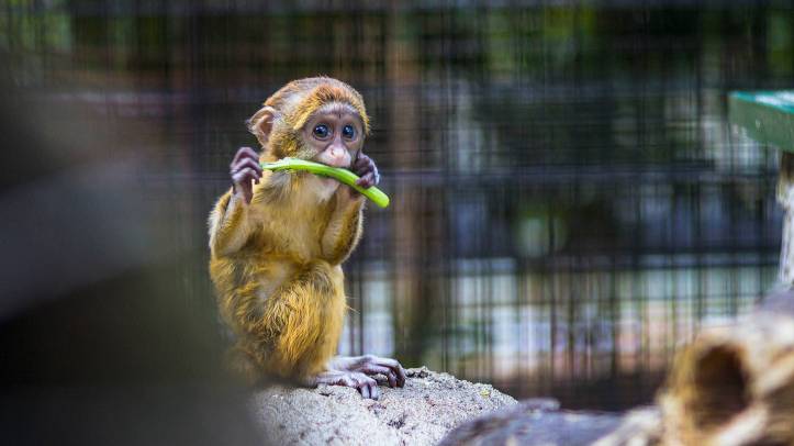 adorable animal bebe singe bouchee
