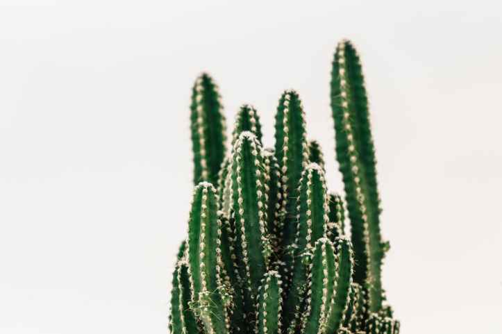 acere aiguise arriere plan blanc cactus