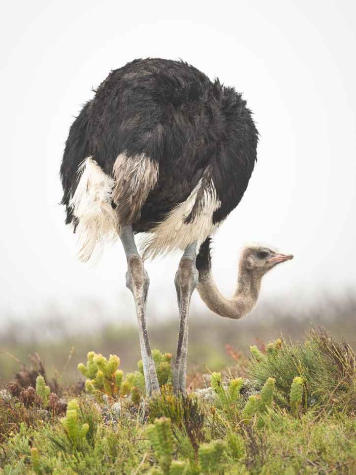 animal autruche cou faune