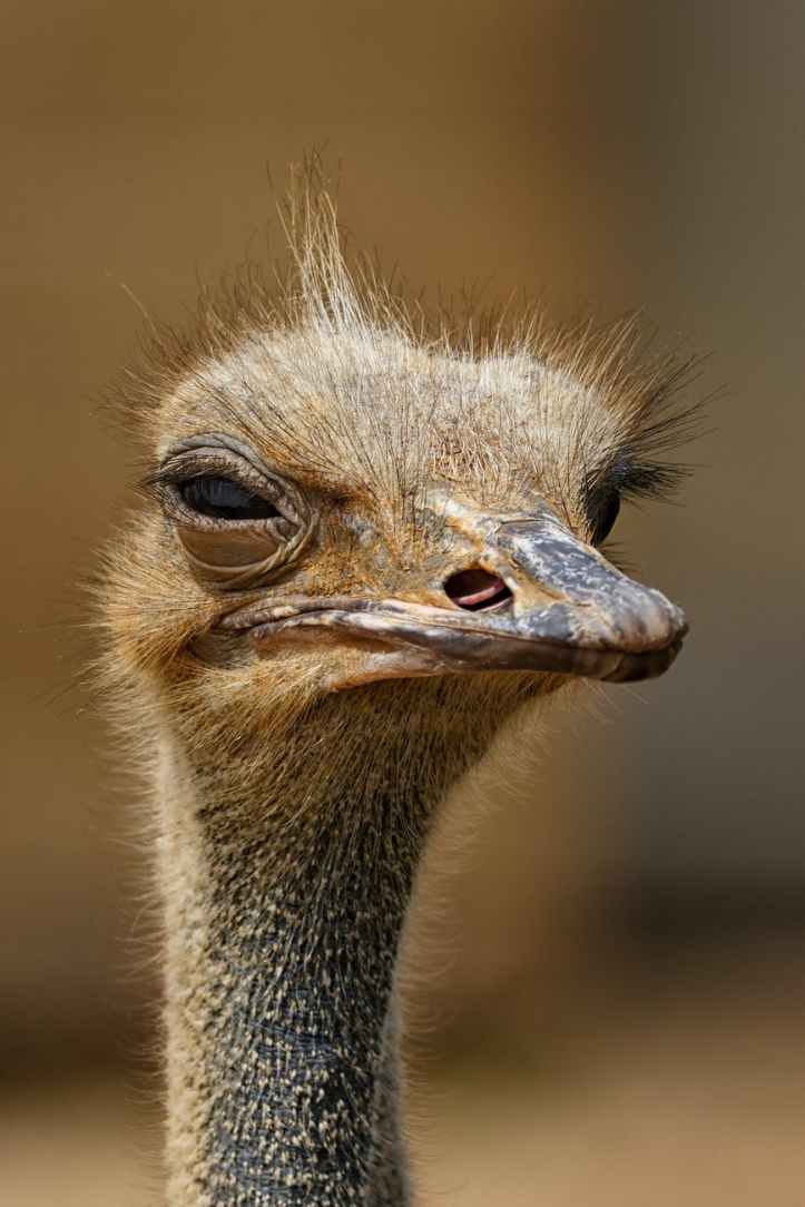 animal arriere plan flou autruche cou