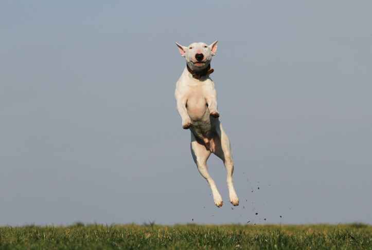 animal animal de compagnie canin chien
