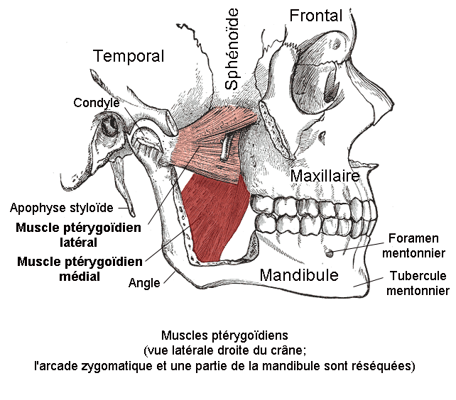 Muscle_ptérygoïdien_médial