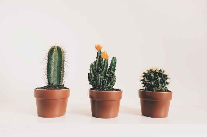 cactus couvert d epines epines epineux