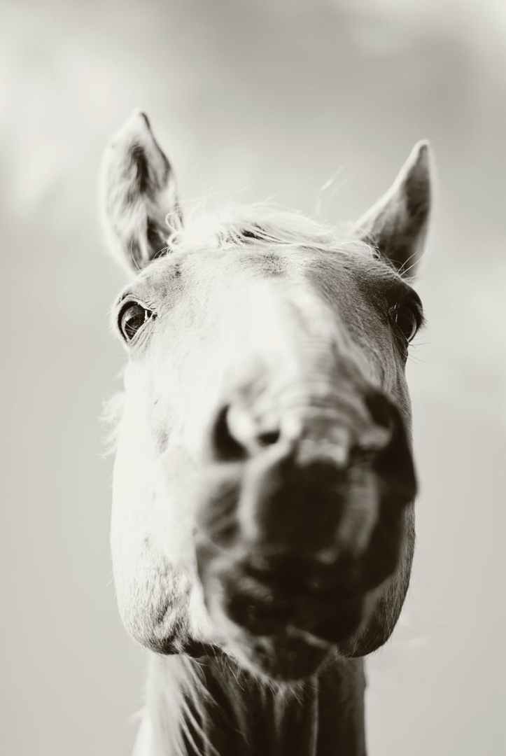 adorable animal animal de compagnie cavalerie