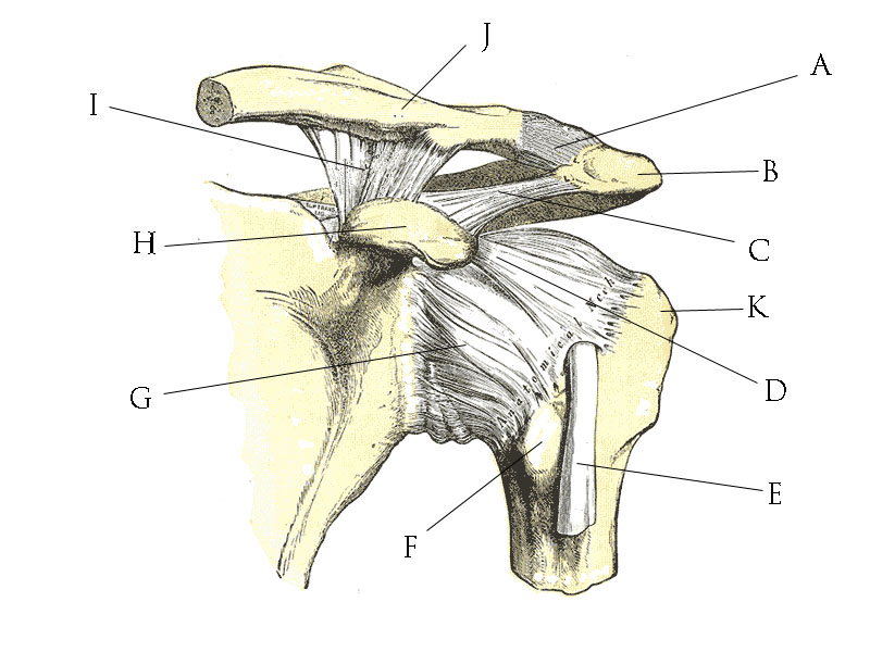 Shoulder_joint_anatomy_quiz