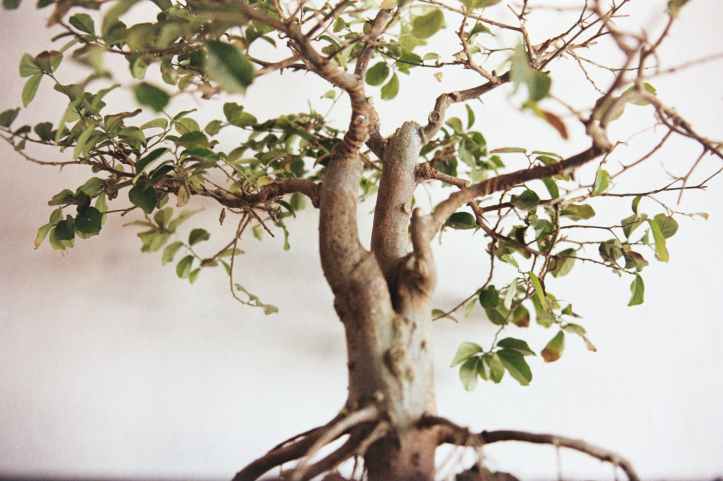 photographie de mise au point selective de bonsai a feuilles vertes