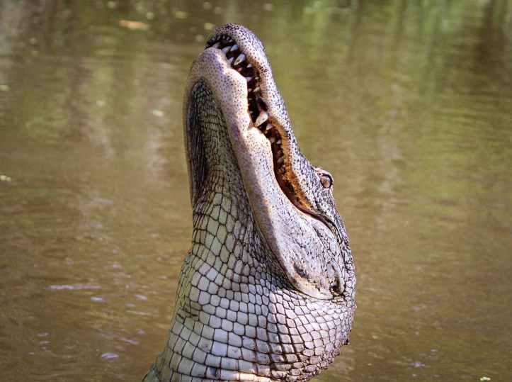 alligator dans le lac
