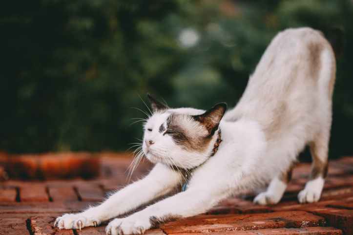 etirement du chat blanc